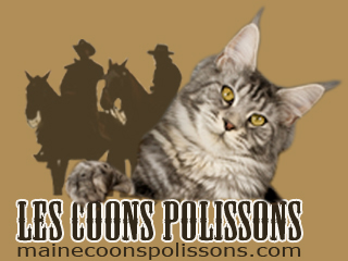 maine coons polissons